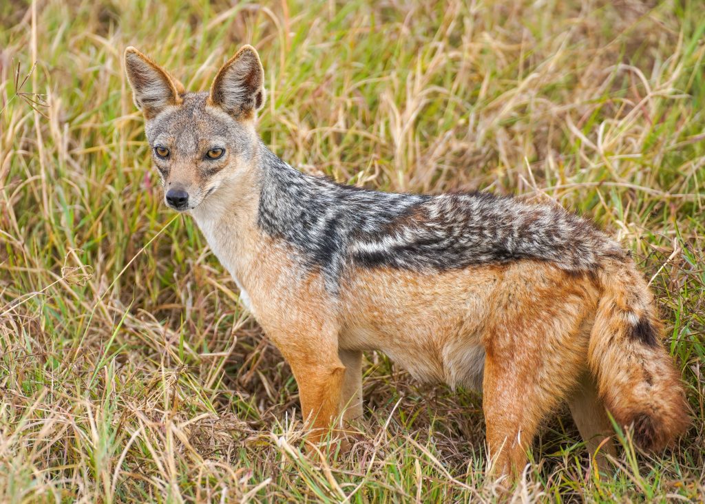 Le cratère du Ngorongoro en Tanzanie