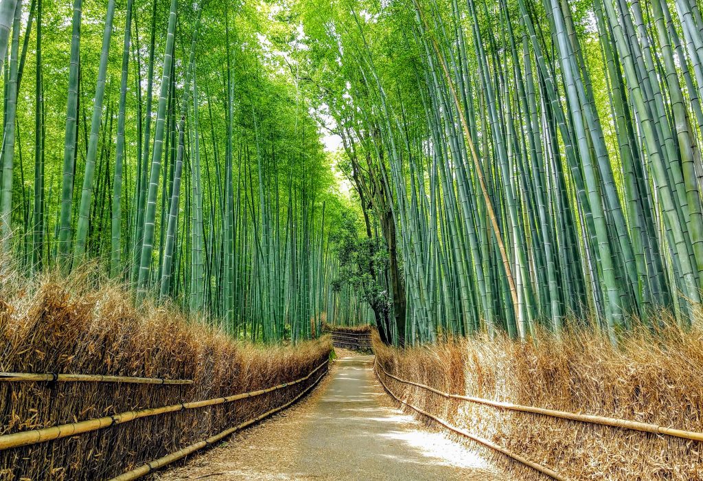 Forêt de bambous de Sagano à Arashiyama près de Kyoto