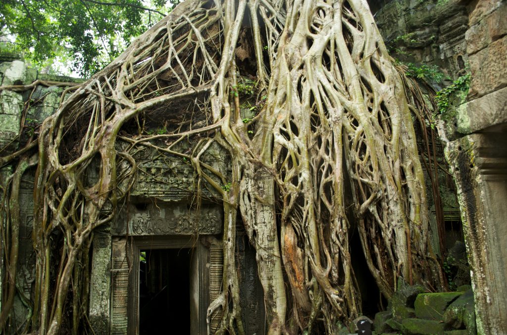 Racines d’arbre enlaçant une porte du temple de Ta Prohm