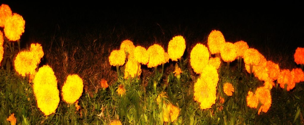 Fleurs de cempasúchil orange vendues sur un marché mexicain pour le Día de Muertos