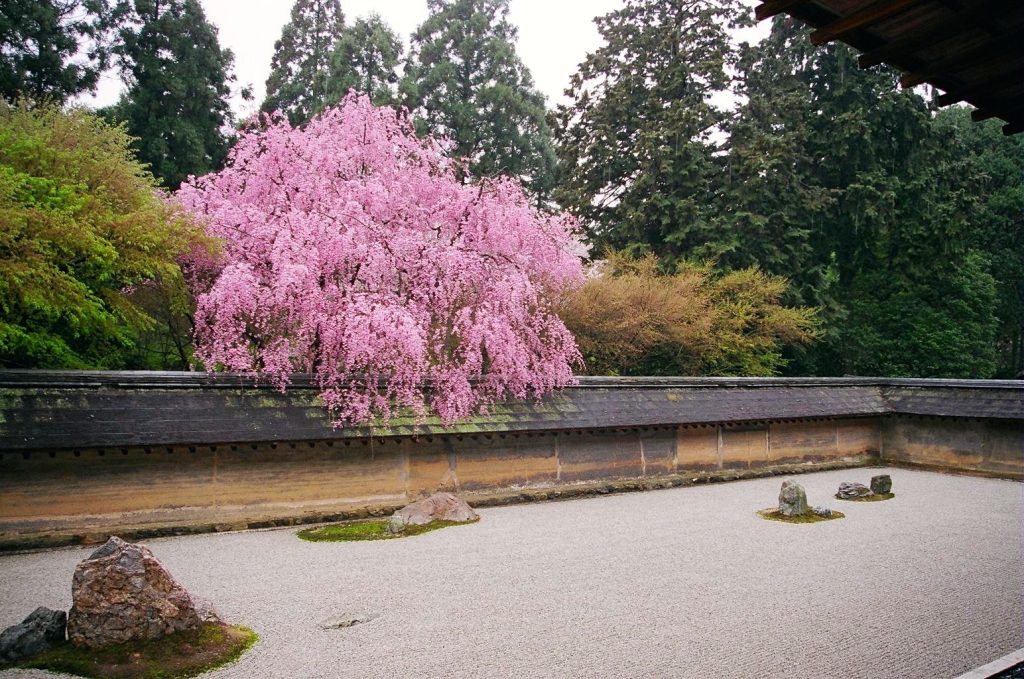 Cerisiers en fleurs au-dessus du jardin sec du temple Ryoan-ji, à Kyoto