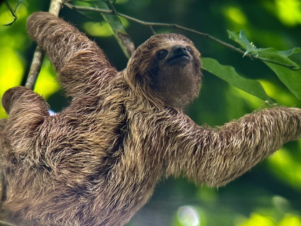 Paresseux dans la forêt tropicale du Costa Rica