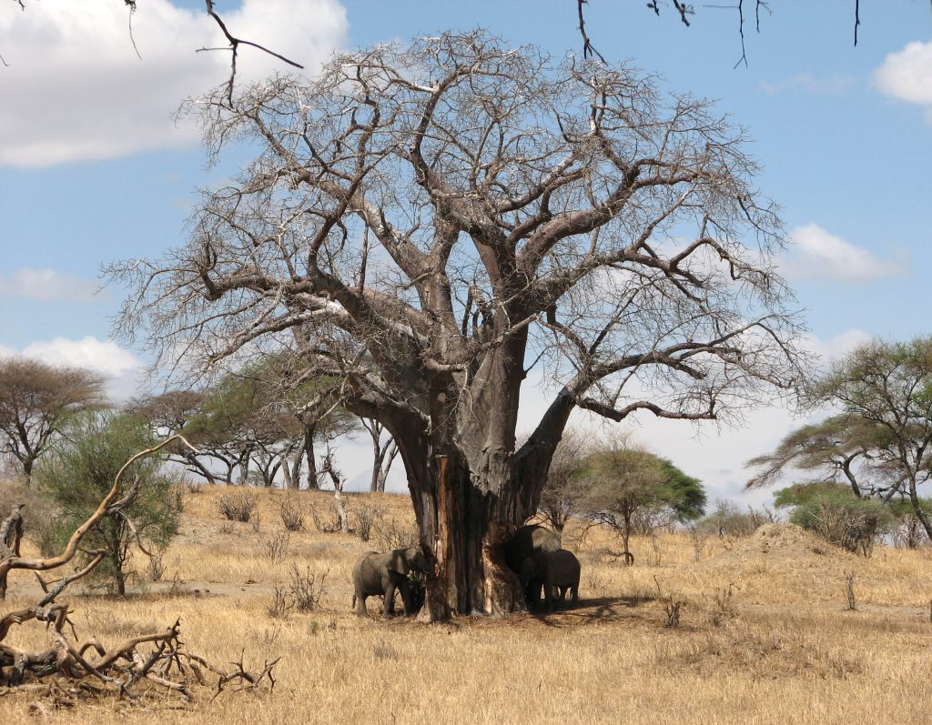 Éléphants au pied d'un baobab en Tanzanie