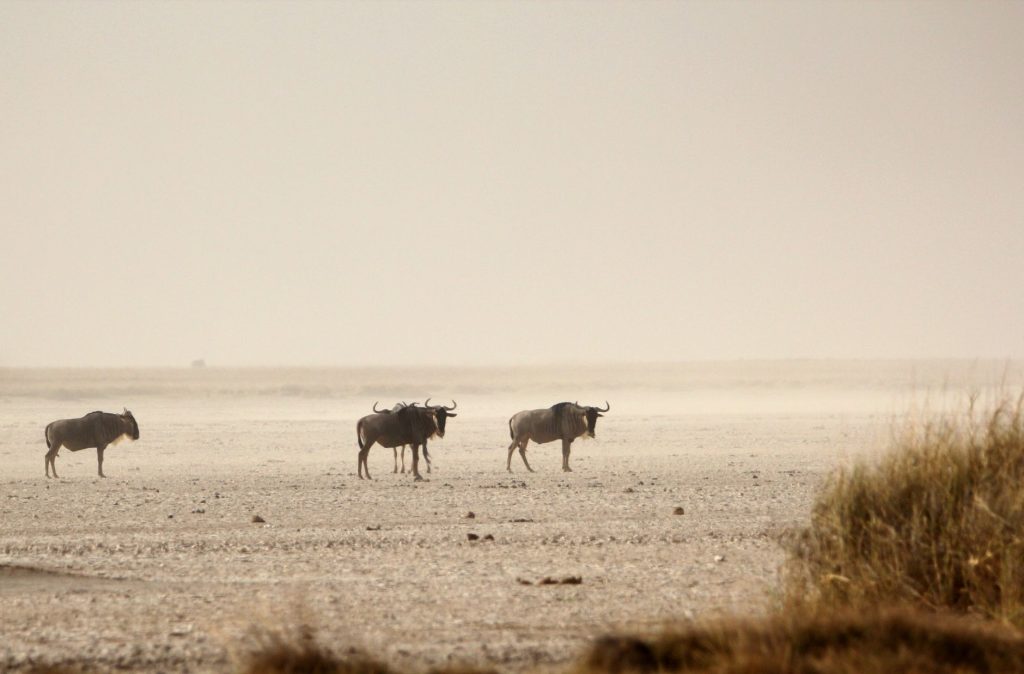 africa savanna landscape travel
