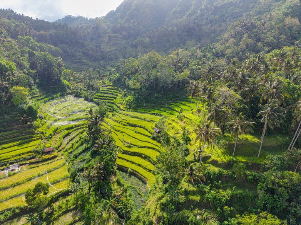 Bali Indonesia rice terraces