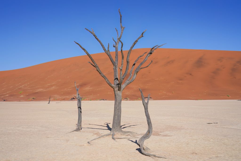 Arbres morts de Deadvlei devant une dune orange du Namib, en Namibie