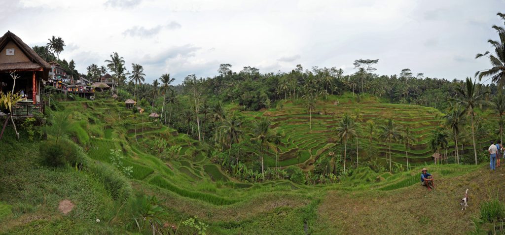 Rizières en terrasses de Tegallalang près d'Ubud à Bali