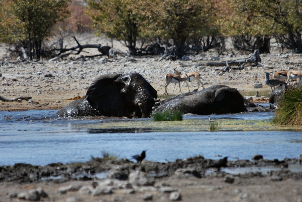 Éléphants autour d’un point d’eau dans le parc national d’Etosha