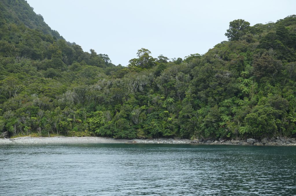 Que manger en Nouvelle-Zélande ? 12 spécialités kiwies