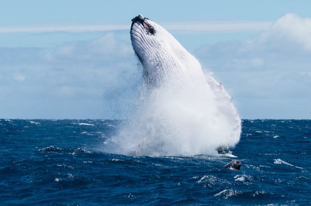 Une baleine à bosse et son baleineau dans les eaux du Pacifique