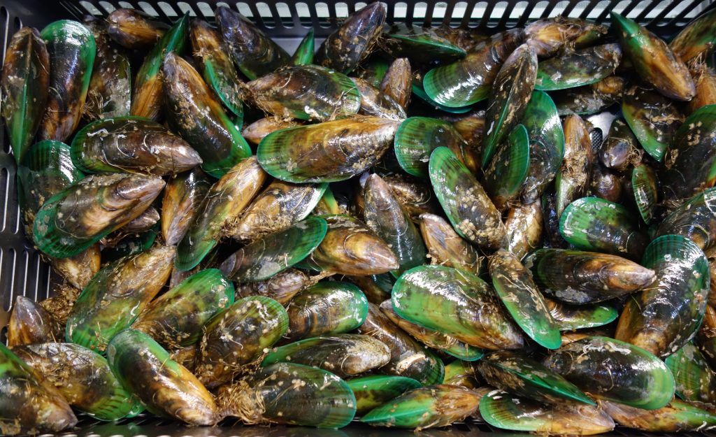 Moules aux lèvres vertes de Nouvelle-Zélande