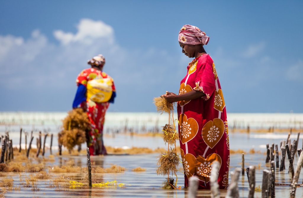Recolte des algues a maree basse sur la plage de Jambiani a Zanzibar