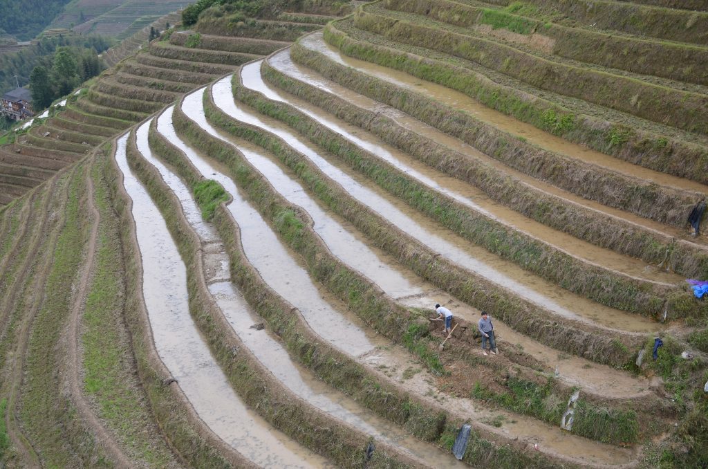 Rizières en terrasses dans les montagnes du nord du Vietnam